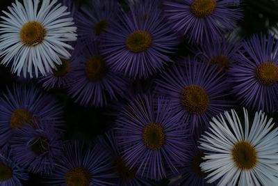 Full frame shot of purple and white flowers