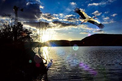 Birds flying over lake against sky during sunset