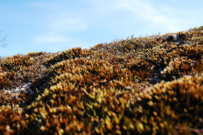 Close-up of lichen on land against sky
