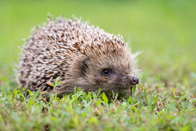 Close-up of an animal on field