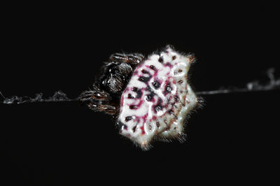 Close-up of insect over black background