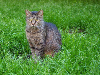 Portrait of a cat on grass