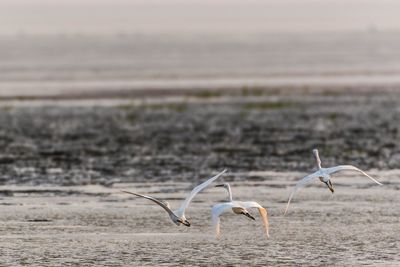 Close-up of birds flying over water