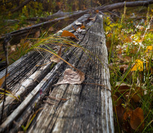 Close-up of lizard on wood in forest