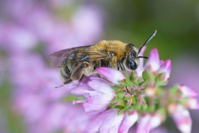 Natural colorful closup on a furry female of the oligolectic heather mining bee, andrena fuscipes