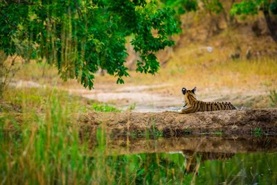 Cat relaxing on a lake