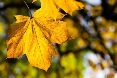 Close-up of maple leaf during autumn