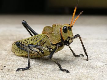 Close-up of insect