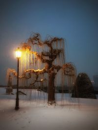 Trees on field against clear sky during winter