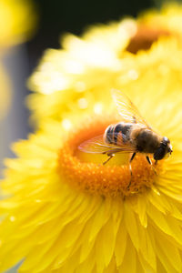 Close-up of bee pollinating on yellow flower