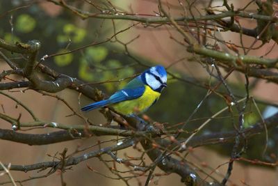 Close up of a blue tit