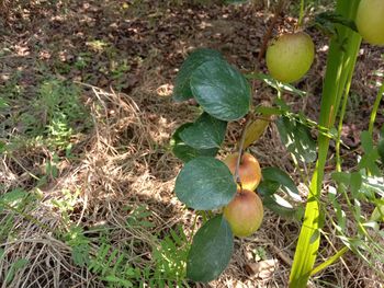 High angle view of fruits growing on field