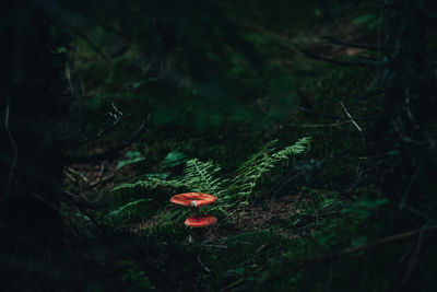 Close-up of mushroom growing in forest