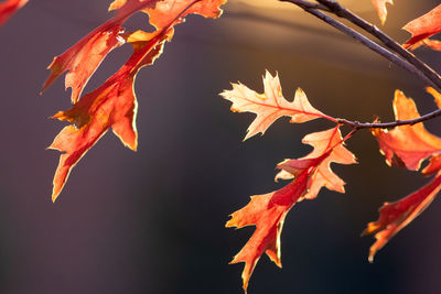 High angle view of maple leaves