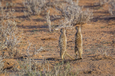 View of two birds on land