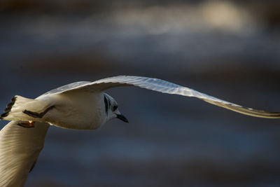 Close-up of seagull flying