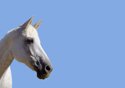 Isolated head of a white horse looking to the side, with copy space. portrait against blue sky.