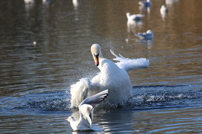 Preening swan