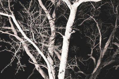 Full frame shot of bare trees in forest at night