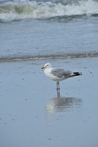 Seagull on a lake