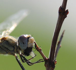 Close-up of insect on plant