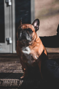 Close-up of dog looking away