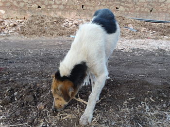 Dog looking away