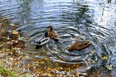 High angle view of ducks swimming on lake