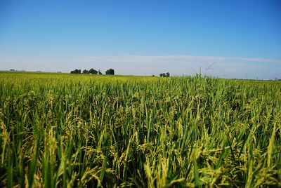 Scenic view of agricultural field against clear sky