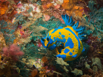 Close-up of fish swimming in sea