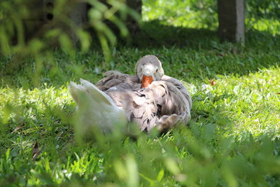 Ducks on grass in field