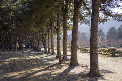 Trees in park