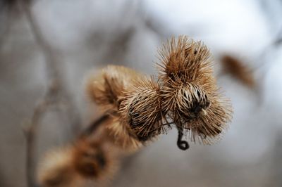 Close-up of wilted plant