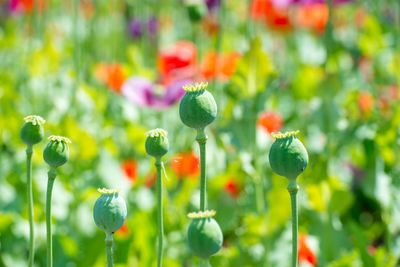 Close-up of flowering plant