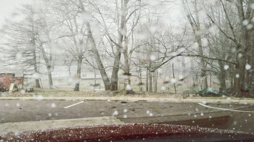 Bare trees in water