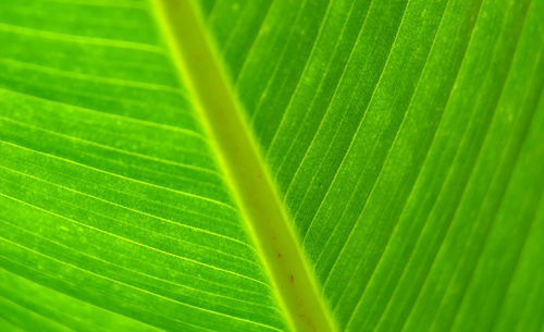 Banana leaf as background, abstract texture wallpaper photo