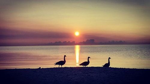 Scenic view of sea at sunset