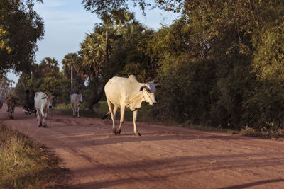View of cows standing on road