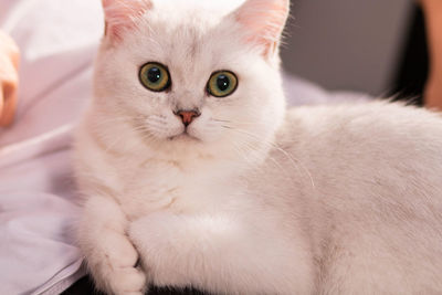 Close-up portrait of white cat