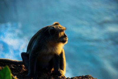 Monkey looking away