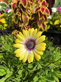 Close-up of yellow flower