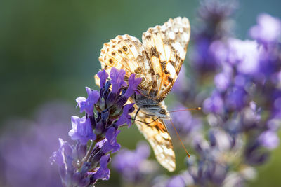 Close-up of butterfly on purple flower