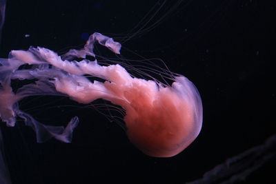 Close-up of jellyfish in sea