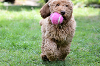 Close-up of dog on field