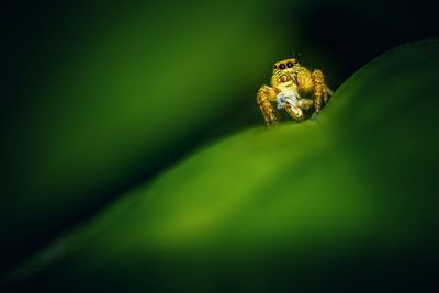 Close-up of spider