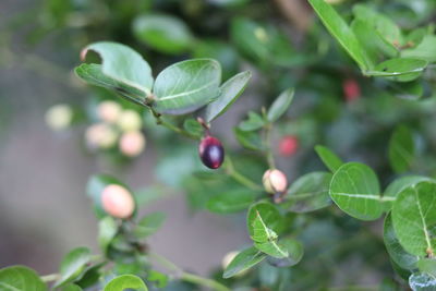 Close-up of berries growing on plant