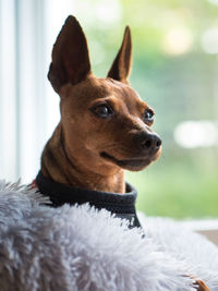 Close-up of a dog looking away