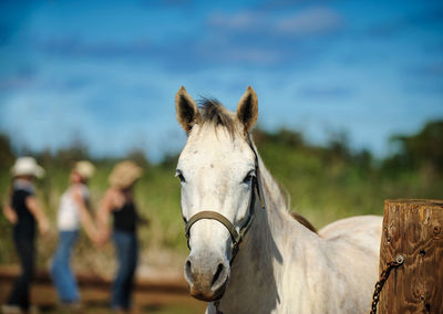 Close-up of horse standing on field