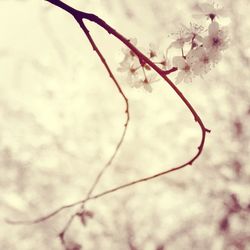 Close-up of cherry blossoms