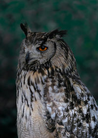 Close-up portrait of owl